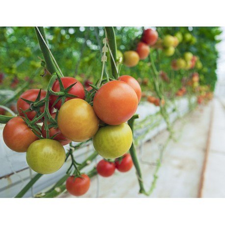 Florovit - nawóz do pomidorów i papryki 1kg