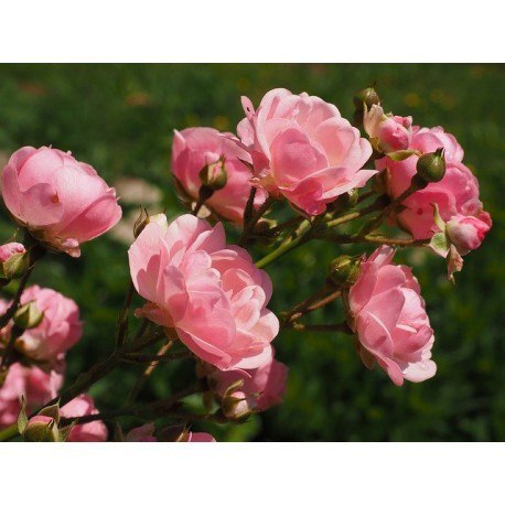 Florovit - nawóz do róż i innych roślin kwitnących 3 kg