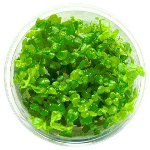 Eco Plant - Bacopa Caroliniana - Invitro mały kubek Eco Plant - Bacopa Caroliniana - Invitro mały kubek