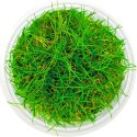 Eco Plant - Eleocharis Acicularis - InVitro mały kubek