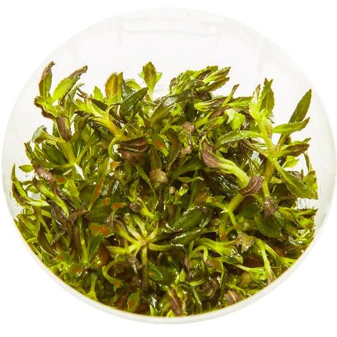 Eco Plant - Limnophila Aromatica - InVitro mały kubek Eco Plant - Limnophila Aromatica - InVitro mały kubek