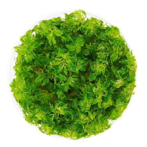 Eco Plant - Limnophila Sessiliflora - Invitro mały kubek Eco Plant - Limnophila Sessiliflora - Invitro mały kubek