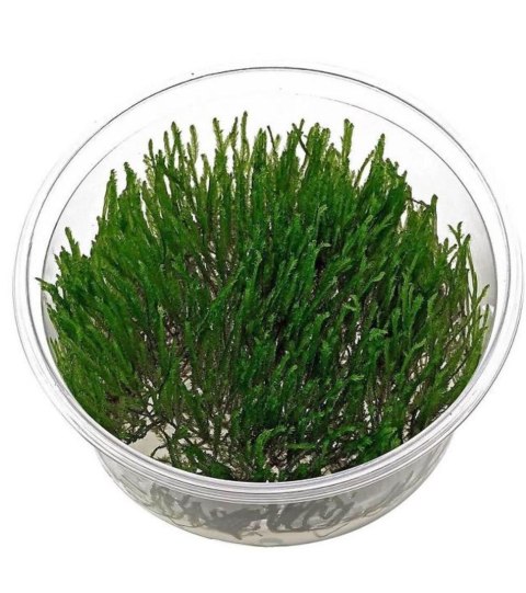 Eco Plant - Taxiphyllum sp. 'Spiky Moss' - InVitro mały kubek Eco Plant - Taxiphyllum sp. 'Spiky Moss' - InVitro mały kubek