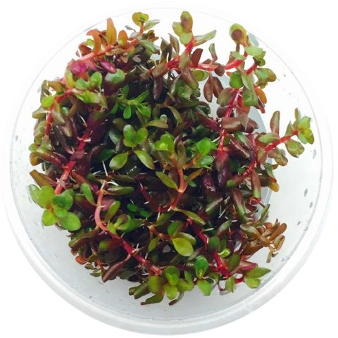 Eco Plant - Rotala Rotundifolia - InVitro mały kubek Eco Plant - Rotala Rotundifolia - InVitro mały kubek
