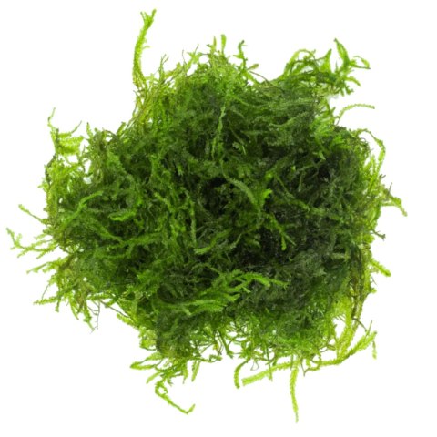 Eco Plant - Flame Moss - InVitro mały kubek Eco Plant - Flame Moss - InVitro mały kubek