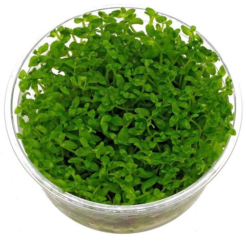 Eco Plant - Bacopa Monnieri- InVitro mały kubek Eco Plant - Bacopa Monnieri- InVitro mały kubek