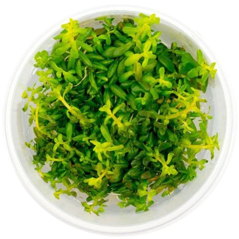 Eco Plant - Rotala Macandra 'Bangladesh' - InVitro mały kubek Eco Plant - Rotala Macandra 'Bangladesh' - InVitro mały kubek