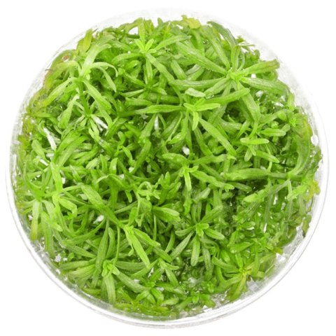Eco Plant - Pogostemon Yatabeanus - InVitro mały kubek Eco Plant - Pogostemon Yatabeanus - InVitro mały kubek
