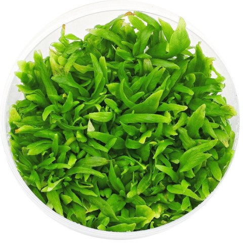 Eco Plant - Hygrophila Thailand - Invitro mały kubek Eco Plant - Hygrophila Thailand - Invitro mały kubek