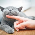 ŻWIREK DLA KOTA SILIKONOWY NATURALNY LAWENDA Gel Cat KOTIX 3,8 l 1,5 kg