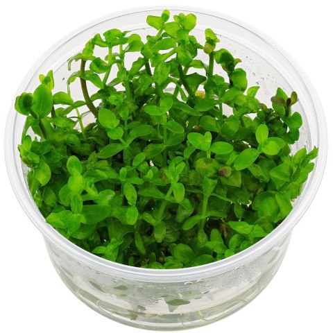 Eco Plant - Bacopa Caroliniana - Invitro mały kubek Eco Plant - Bacopa Caroliniana - Invitro mały kubek