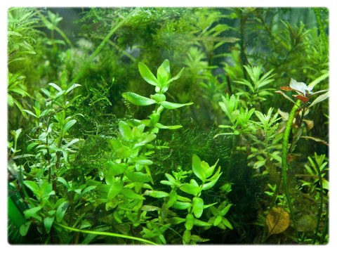 Eco Plant - Bacopa Caroliniana - Invitro mały kubek Eco Plant - Bacopa Caroliniana - Invitro mały kubek