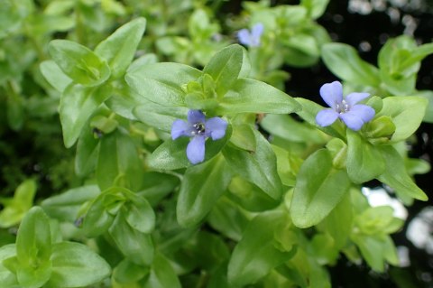 Eco Plant - Bacopa Caroliniana - Invitro mały kubek Eco Plant - Bacopa Caroliniana - Invitro mały kubek