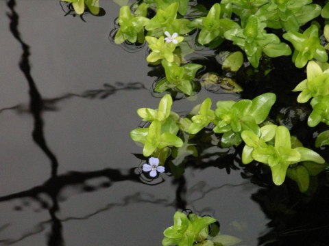 Eco Plant - Bacopa Caroliniana - Invitro mały kubek Eco Plant - Bacopa Caroliniana - Invitro mały kubek