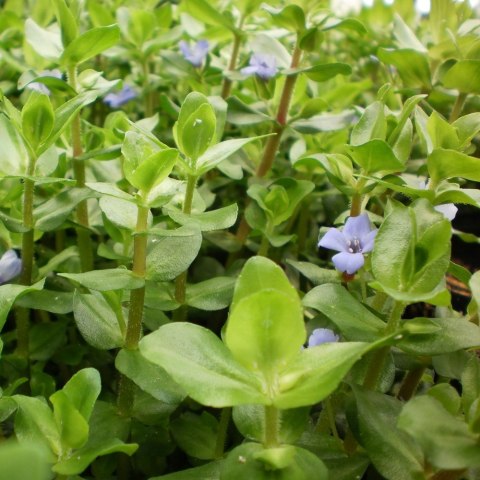 Eco Plant - Bacopa Caroliniana - Invitro mały kubek Eco Plant - Bacopa Caroliniana - Invitro mały kubek