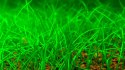 Eco Plant - Eleocharis Acicularis - InVitro mały kubek