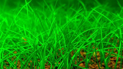 Eco Plant - Eleocharis Acicularis - InVitro mały kubek Eco Plant - Eleocharis Acicularis - InVitro mały kubek