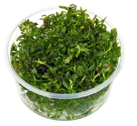 Eco Plant - Limnophila Aromatica - InVitro mały kubek Eco Plant - Limnophila Aromatica - InVitro mały kubek