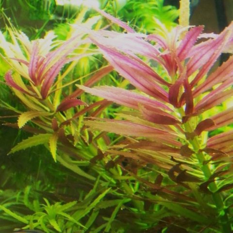 Eco Plant - Limnophila Aromatica - InVitro mały kubek Eco Plant - Limnophila Aromatica - InVitro mały kubek