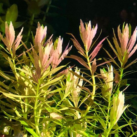 Eco Plant - Limnophila Aromatica - InVitro mały kubek Eco Plant - Limnophila Aromatica - InVitro mały kubek