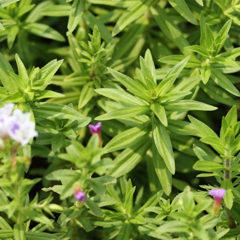 Eco Plant - Limnophila Aromatica - InVitro mały kubek Eco Plant - Limnophila Aromatica - InVitro mały kubek