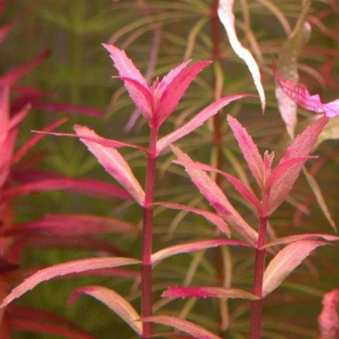 Eco Plant - Limnophila Aromatica - InVitro mały kubek Eco Plant - Limnophila Aromatica - InVitro mały kubek
