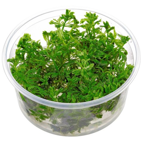 Eco Plant - Limnophila Sessiliflora - Invitro mały kubek Eco Plant - Limnophila Sessiliflora - Invitro mały kubek