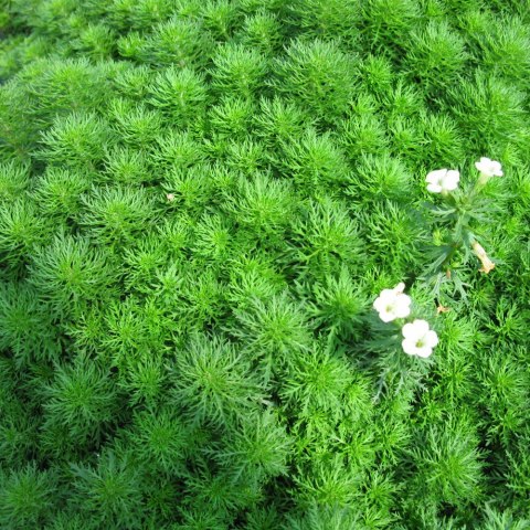 Eco Plant - Limnophila Sessiliflora - Invitro mały kubek Eco Plant - Limnophila Sessiliflora - Invitro mały kubek