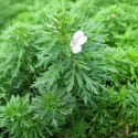 Eco Plant - Limnophila Sessiliflora - Invitro mały kubek