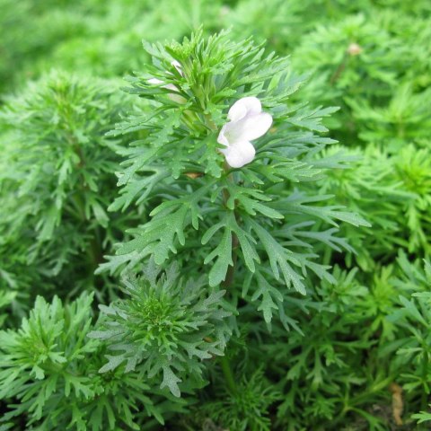 Eco Plant - Limnophila Sessiliflora - Invitro mały kubek Eco Plant - Limnophila Sessiliflora - Invitro mały kubek