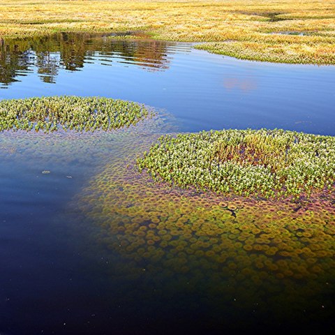 Eco Plant - Limnophila Sessiliflora - Invitro mały kubek Eco Plant - Limnophila Sessiliflora - Invitro mały kubek