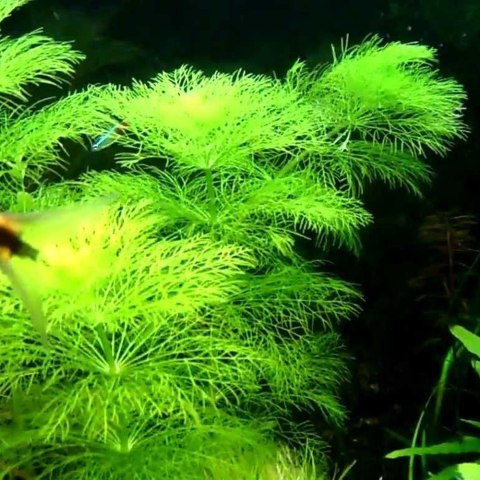 Eco Plant - Limnophila Sessiliflora - Invitro mały kubek Eco Plant - Limnophila Sessiliflora - Invitro mały kubek