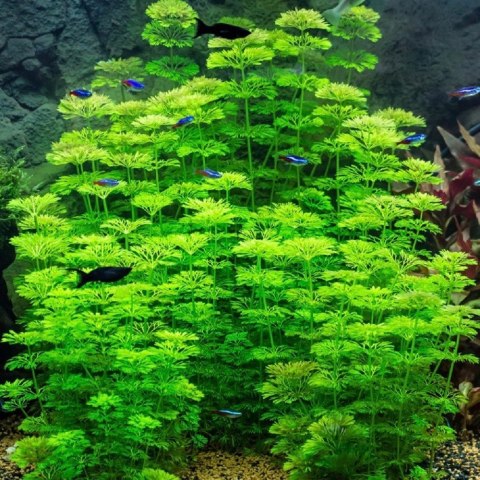 Eco Plant - Limnophila Sessiliflora - Invitro mały kubek Eco Plant - Limnophila Sessiliflora - Invitro mały kubek