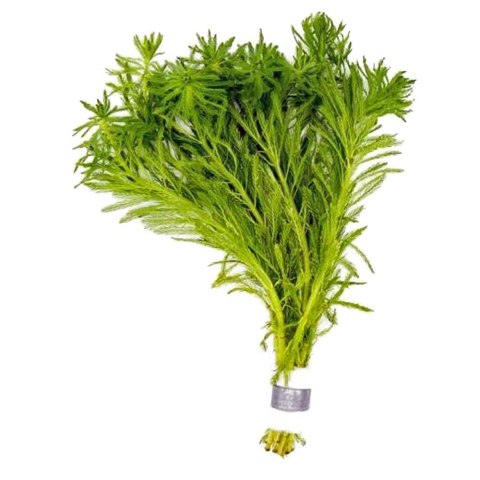 Eco Plant Myriophyllum Aquaticum - Invitro mały kubek Eco Plant Myriophyllum Aquaticum - Invitro mały kubek