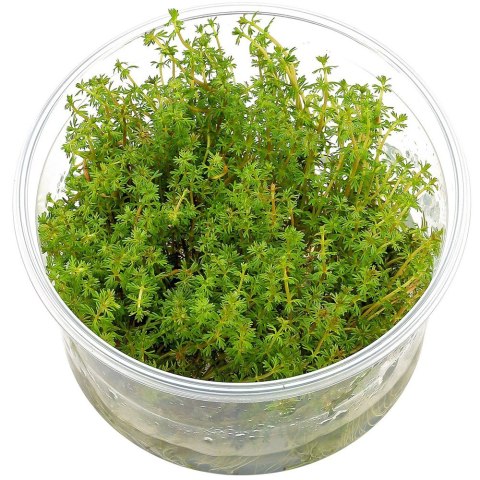 Eco Plant Myriophyllum Aquaticum - Invitro mały kubek Eco Plant Myriophyllum Aquaticum - Invitro mały kubek