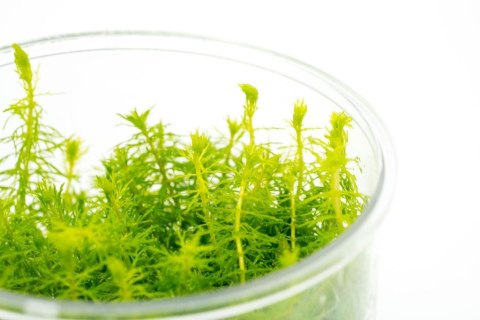 Eco Plant Myriophyllum Aquaticum - Invitro mały kubek Eco Plant Myriophyllum Aquaticum - Invitro mały kubek