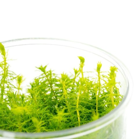 Eco Plant Myriophyllum Aquaticum - Invitro mały kubek Eco Plant Myriophyllum Aquaticum - Invitro mały kubek