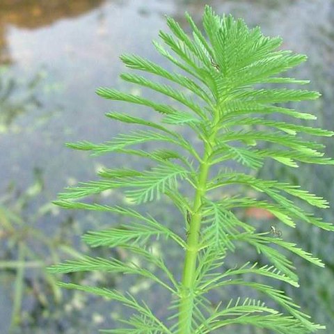Eco Plant Myriophyllum Aquaticum - Invitro mały kubek Eco Plant Myriophyllum Aquaticum - Invitro mały kubek