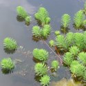 Eco Plant Myriophyllum Aquaticum - Invitro mały kubek