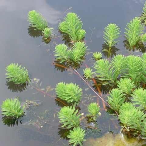 Eco Plant Myriophyllum Aquaticum - Invitro mały kubek Eco Plant Myriophyllum Aquaticum - Invitro mały kubek