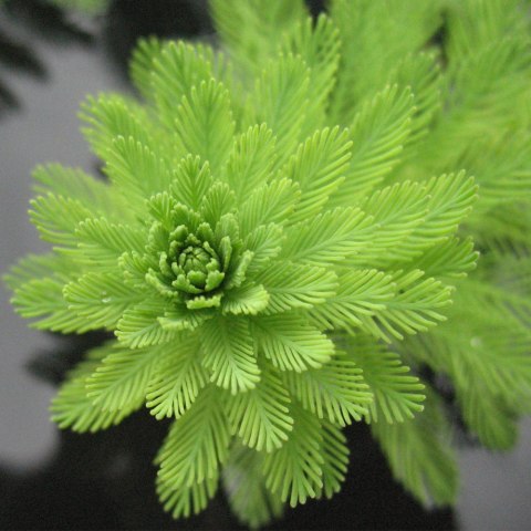 Eco Plant Myriophyllum Aquaticum - Invitro mały kubek Eco Plant Myriophyllum Aquaticum - Invitro mały kubek