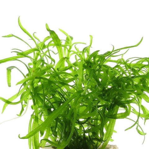 Eco Plant - Pogostemon Yatabeanus - InVitro mały kubek Eco Plant - Pogostemon Yatabeanus - InVitro mały kubek