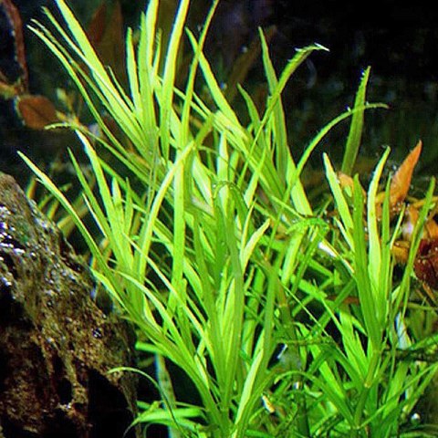 Eco Plant - Pogostemon Yatabeanus - InVitro mały kubek Eco Plant - Pogostemon Yatabeanus - InVitro mały kubek