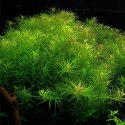 Eco Plant - Rotala Nanjenshan - InVitro mały kubek