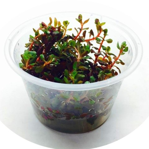Eco Plant - Rotala Rotundifolia - InVitro mały kubek Eco Plant - Rotala Rotundifolia - InVitro mały kubek