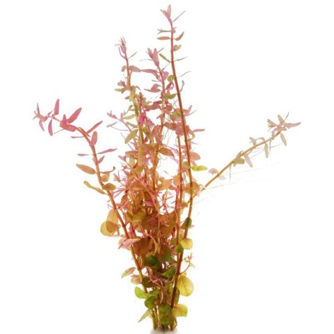 Eco Plant - Rotala Rotundifolia - InVitro mały kubek Eco Plant - Rotala Rotundifolia - InVitro mały kubek