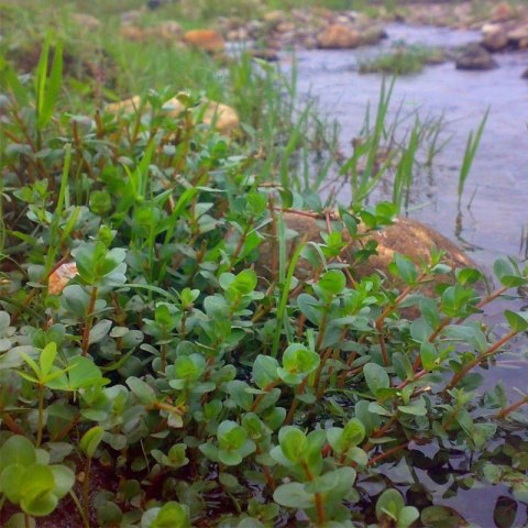 Eco Plant - Rotala Rotundifolia - InVitro mały kubek Eco Plant - Rotala Rotundifolia - InVitro mały kubek