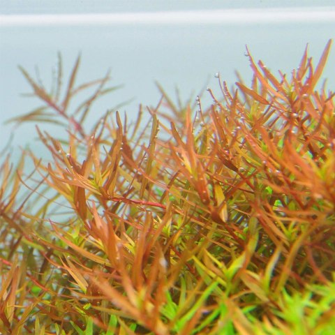 Eco Plant - Rotala Rotundifolia - InVitro mały kubek Eco Plant - Rotala Rotundifolia - InVitro mały kubek