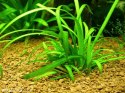 Eco Plant - Sagittaria Subulata - InVitro duży kubek