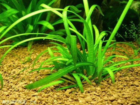 Eco Plant - Sagittaria Subulata - InVitro duży kubek Eco Plant - Sagittaria Subulata - InVitro duży kubek